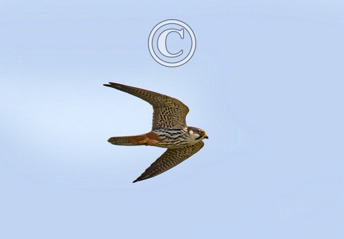 Hobby in Flight DM1867